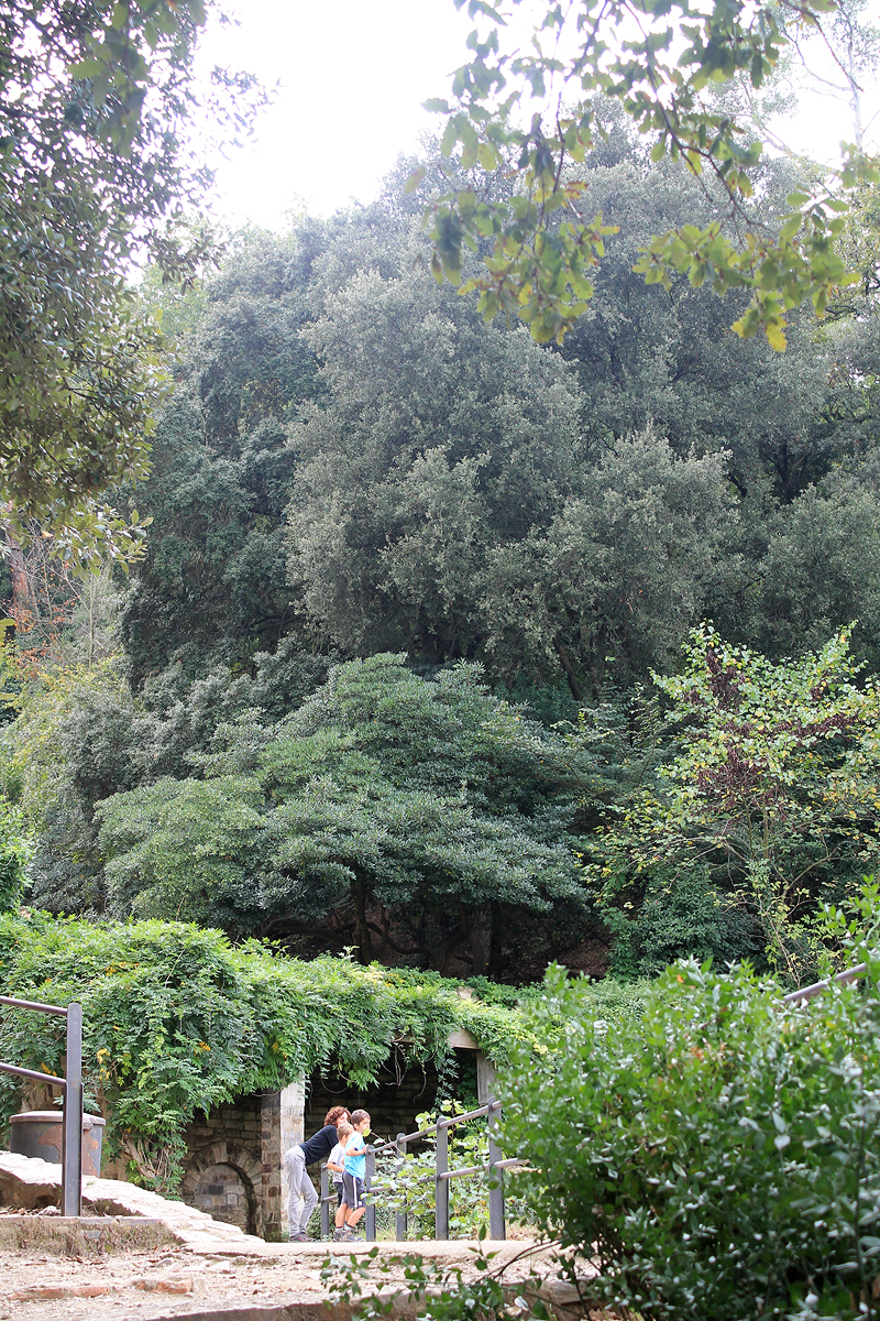 Una vegetación espesa rodea la Font de la Budellera