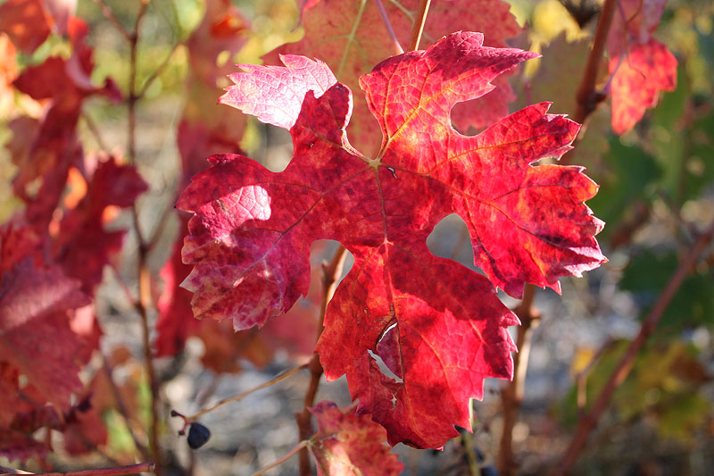 El otoño pintado en las viñas del Priorat