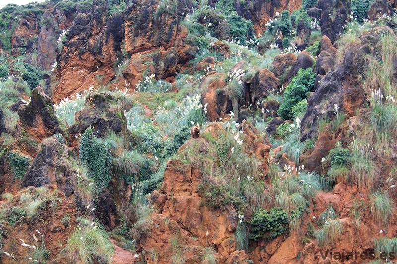 cantabria-cabarceno-oso-pardo-entre-rocas