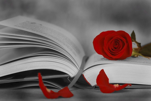 Rosa y libro