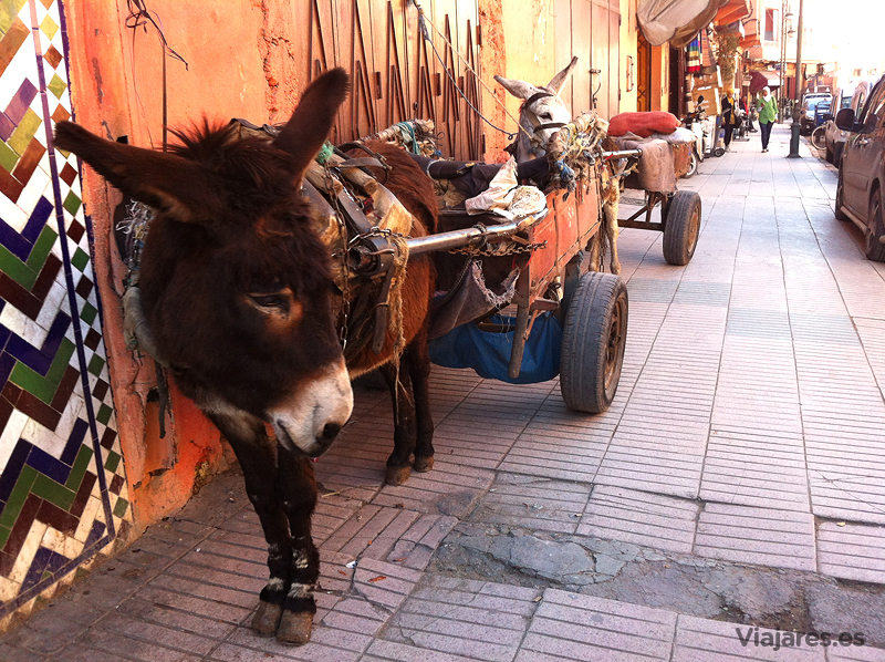 La tracción animal persiste en la gran ciudad de Marrakech