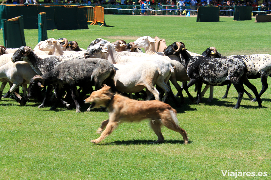 Concurso de perros pastores en Prades