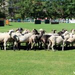 El grupo de ovejas rebeldes y descaradas