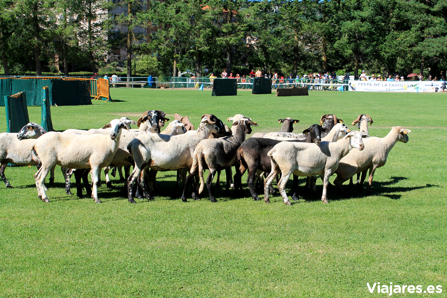 El grupo de ovejas rebeldes y descaradas