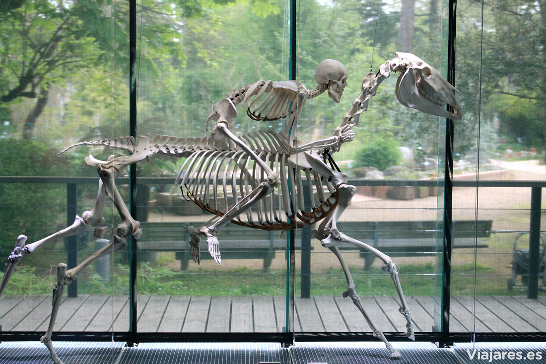 Un jinete con su montura en el Muséum de Toulouse