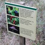Las orquídeas proliferan en Can Camins