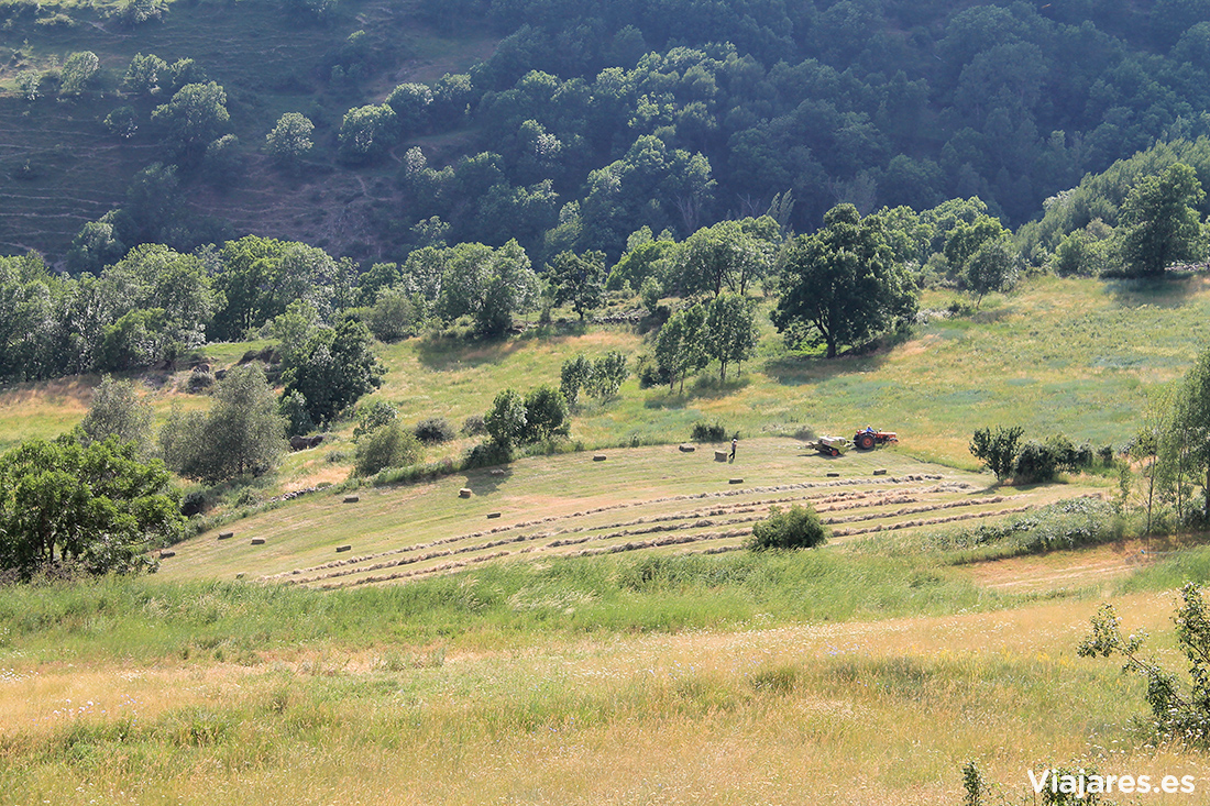 Labores agrarias típicas del verano en el Pirineo