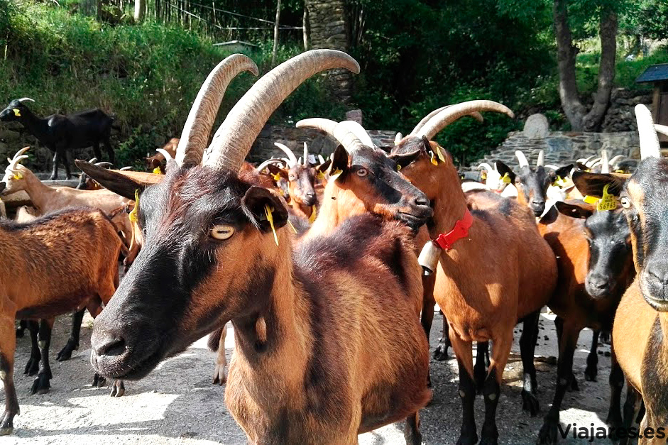 Cabras del rebaño de Gavàs, Pirineo